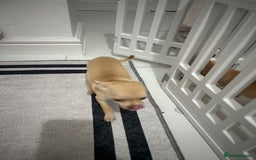 Chihuahua dogs for sale: Miniature chihuahua puppies (champion litter)  - Image 19