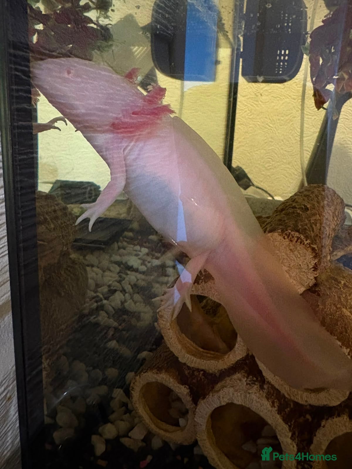 Other/Mixed Breed fish for sale: Axelots - Advert 2