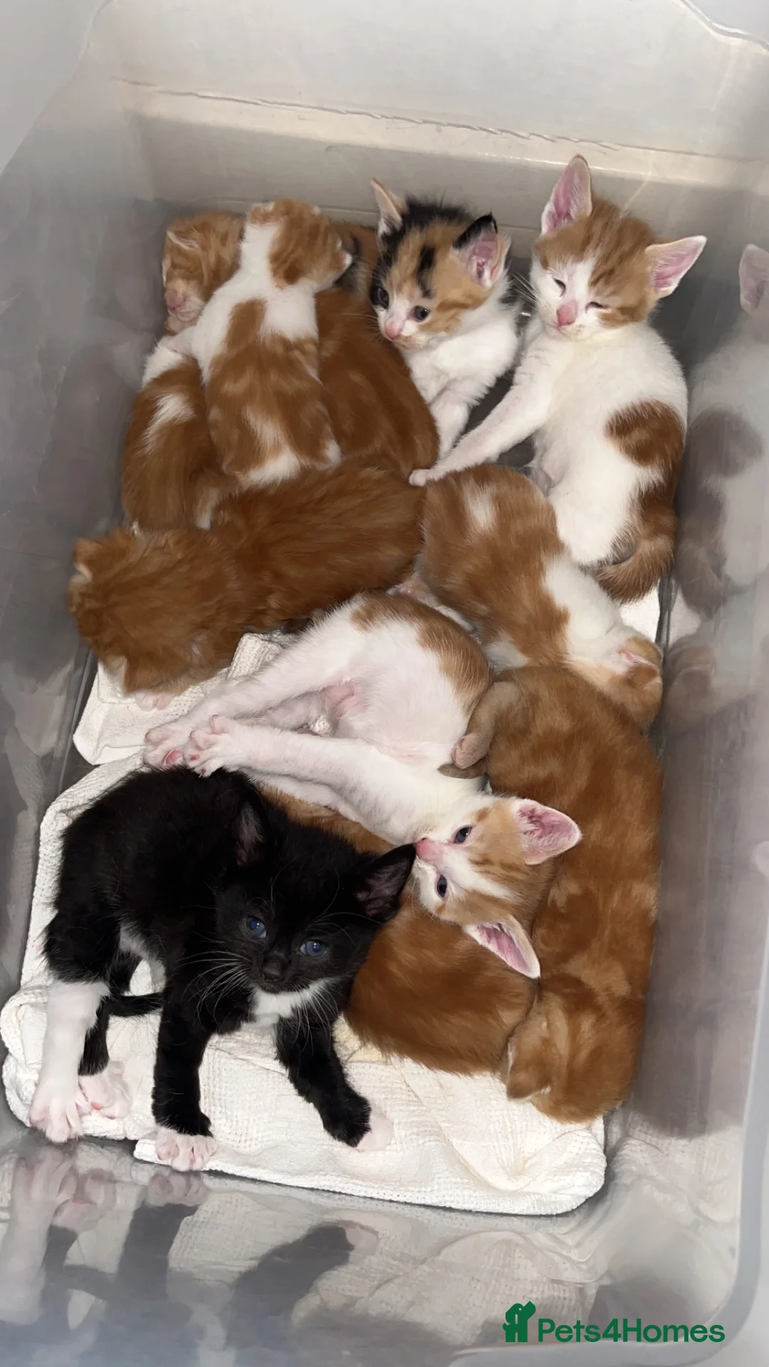 Mixed Breed cats for sale: Mixed breed kittens  - Advert 1