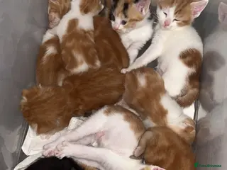 Mixed Breed cats Mixed breed kittens - Advert 1