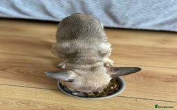 French Bulldog dogs for sale: Fluffy Gene Carrying Frenchies - Image 20