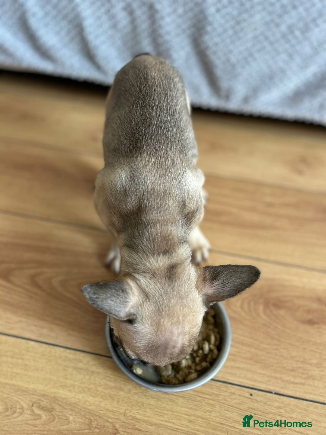 French Bulldog dogs for sale: Fluffy Gene Carrying Frenchies - Image 20