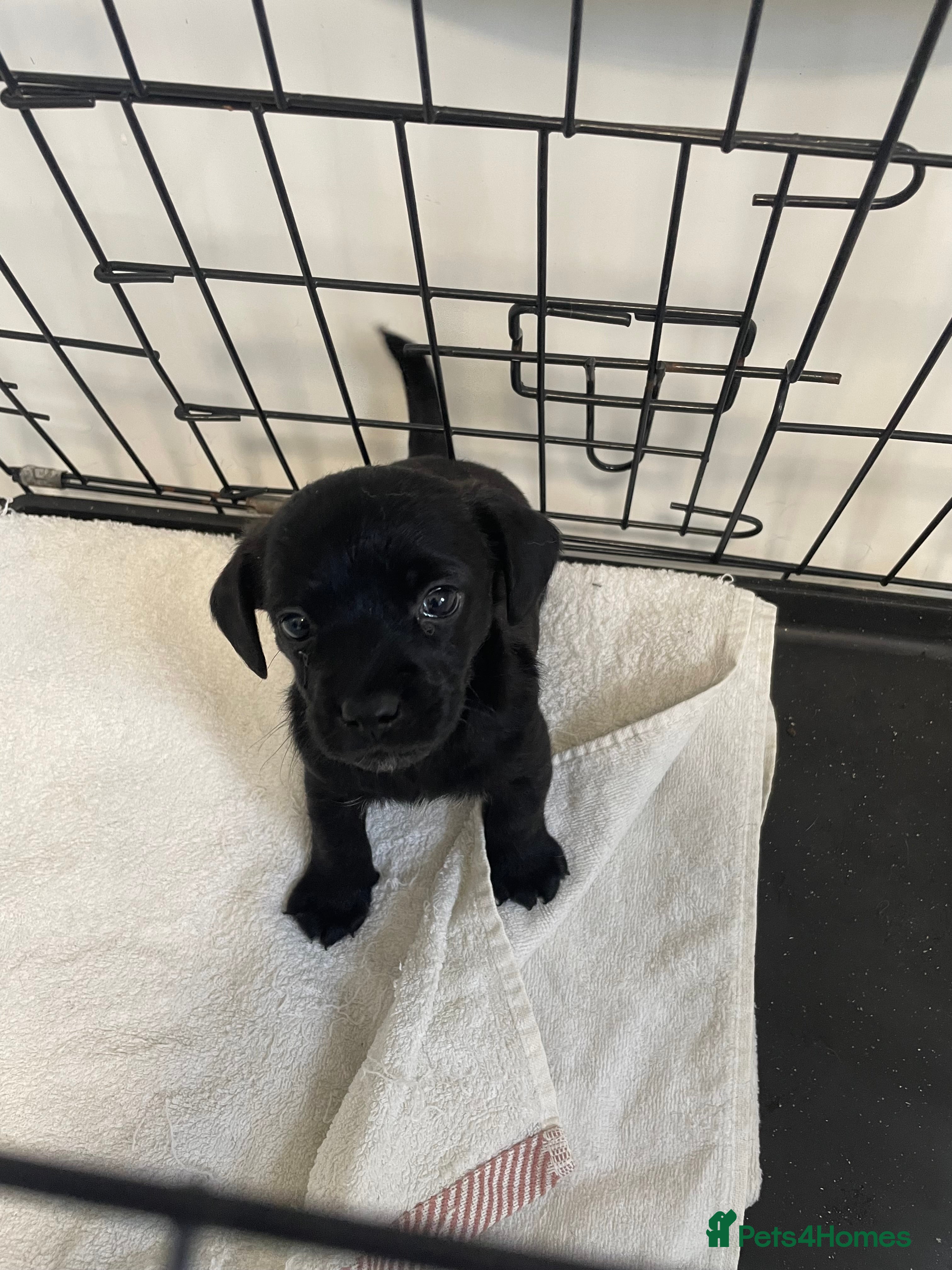 Jackapoo dogs 1 Miniature jackapoo puppy left pedigree papers  - Advert 6