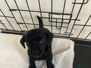 Jackapoo dogs 1 Miniature jackapoo puppy left pedigree papers - Advert 6