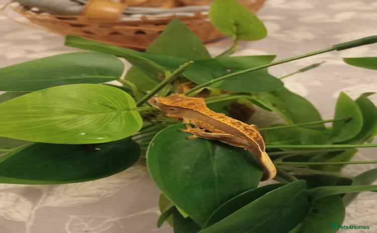 Gecko reptiles - Advert 13