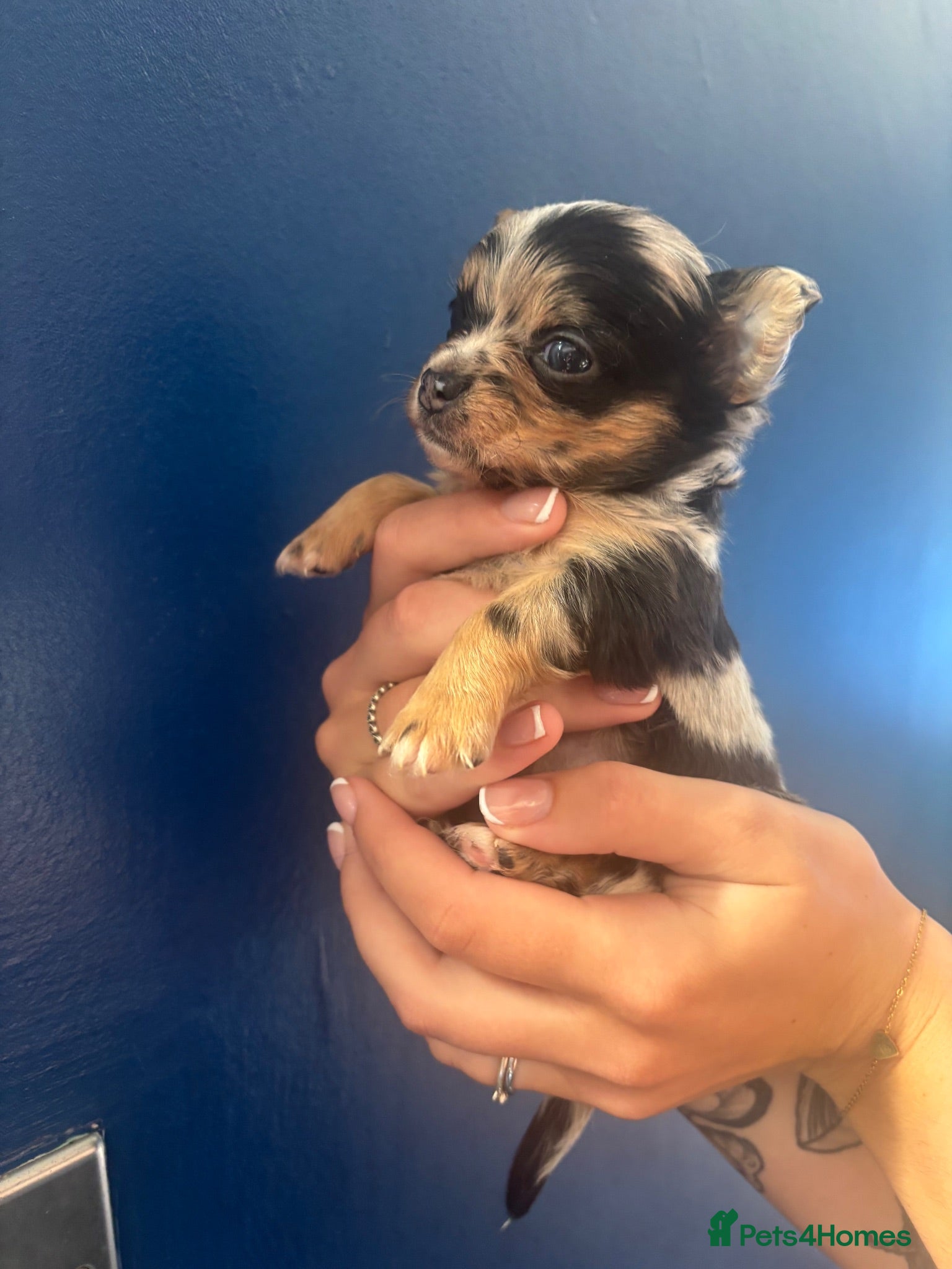 Chihuahua dogs 3 STUNNING LONGHAIRED MERLE CHIHUAHUAS  - Advert 4