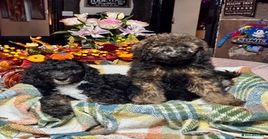 Bernedoodle dogs 2 left tri colour bernedoodle puppies girls only  - Advert 9