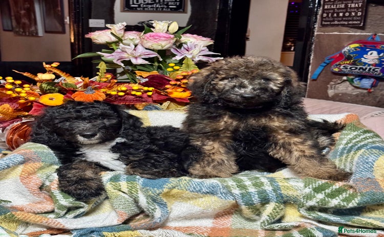 Bernedoodle dogs 2 left tri colour bernedoodle puppies girls only  - Advert 1