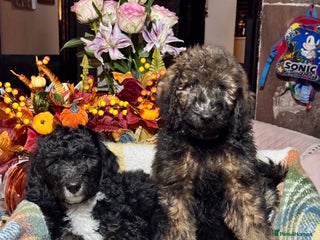 Bernedoodle dogs 2 left tri colour bernedoodle puppies girls only - Advert 4