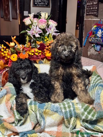 Bernedoodle dogs 2 left tri colour bernedoodle puppies girls only - Advert 1