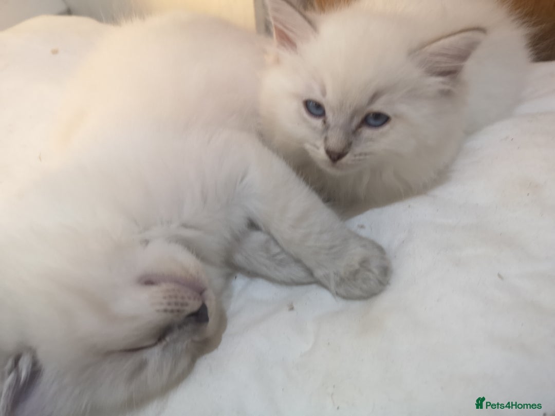 Ragdoll cats for sale: Ragdoll Chunky Boys!  - Advert 9