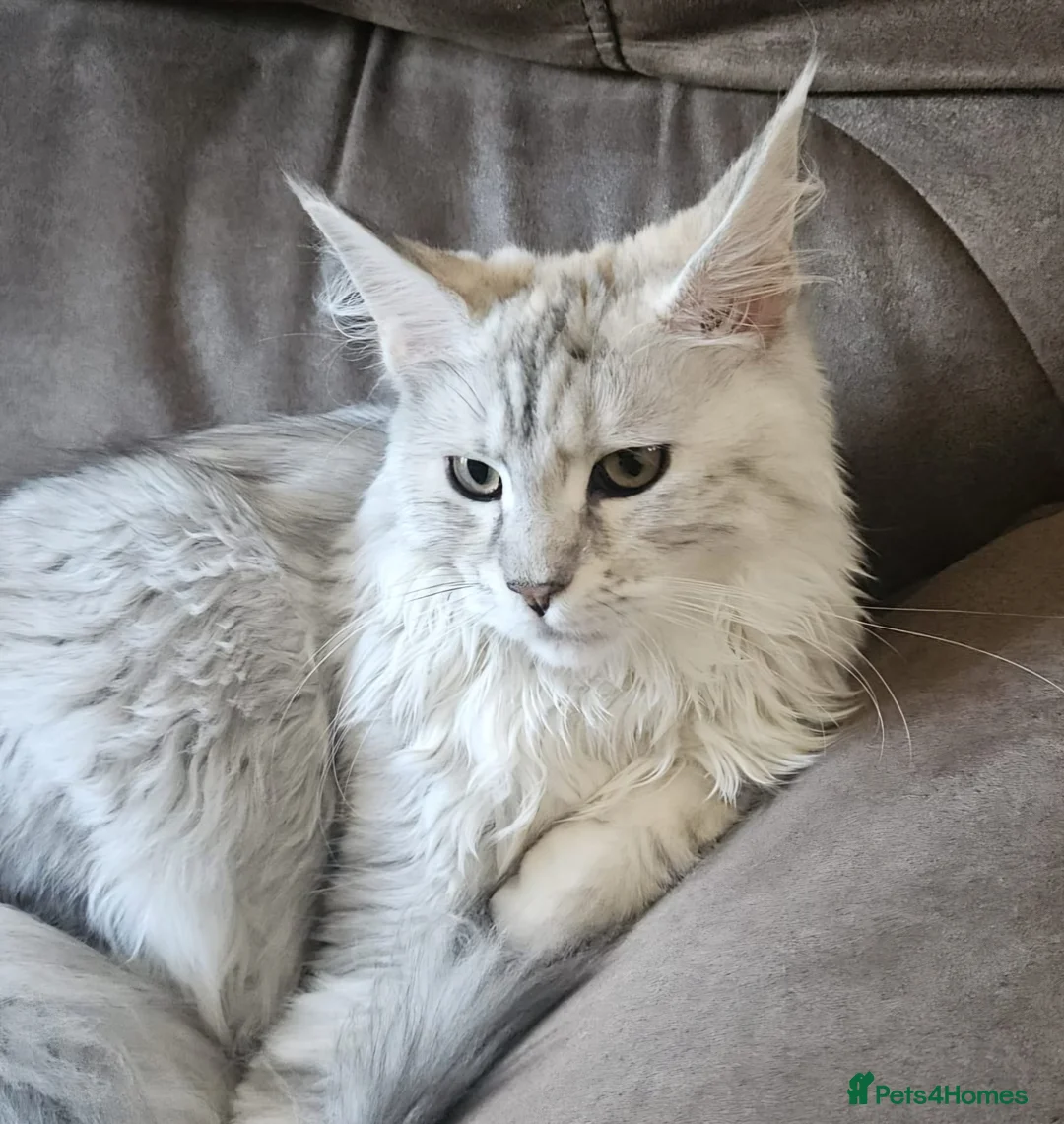 Maine Coon cats for sale: Tica Registered Maine Coon Kittens - Advert 1