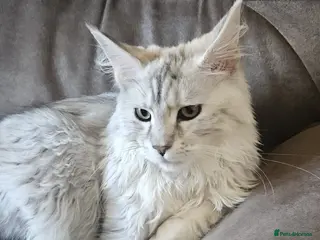 Maine Coon cats Tica Registered Maine Coon Kittens - Advert 16