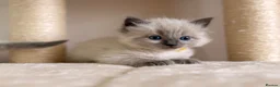 Ragdoll cats for sale: Beautiful fluffy ragdoll kittens - Advert 8
