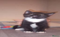British Shorthair cats for sale: 8 week old female kitten - Image 1
