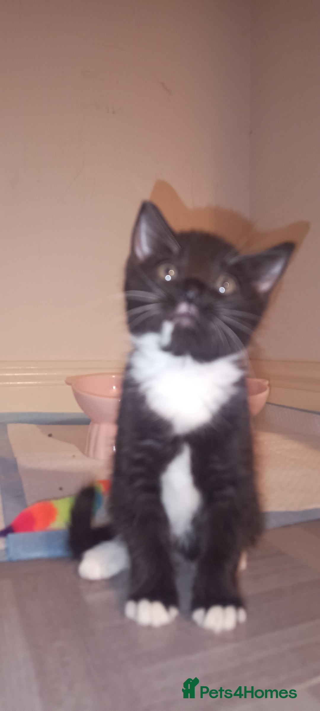 British Shorthair cats for sale: 8 week old female kitten - Image 1