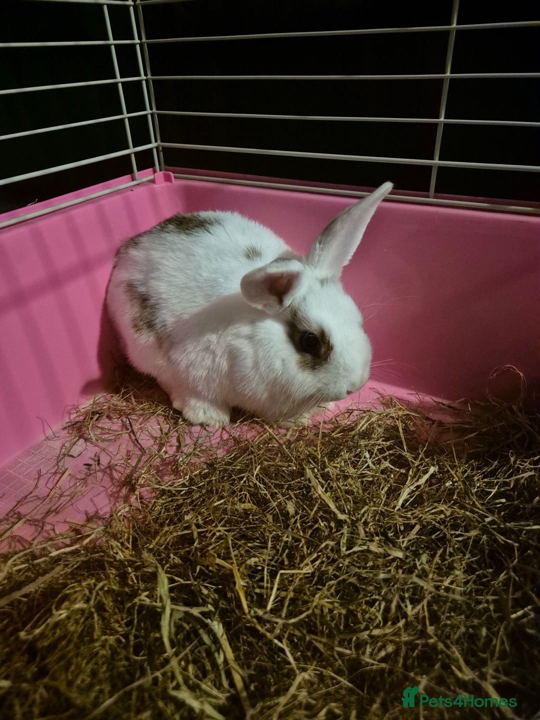 Mini Lop rabbits for sale: 2 female mini lop cross - Image 2