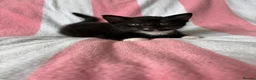 Mixed Breed cats for sale: Female kitten  - Advert 1