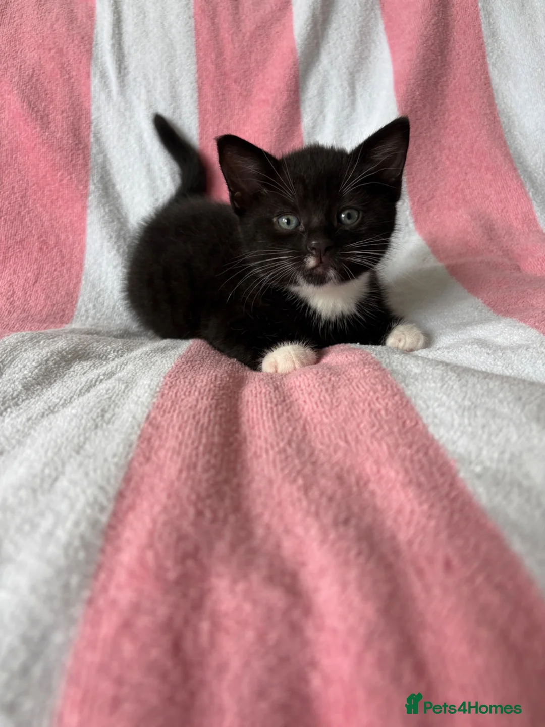 Mixed Breed cats for sale: Female kitten  - Advert 1