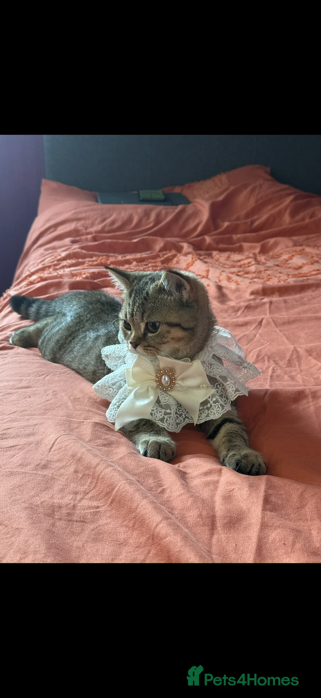 British Shorthair cats for sale: Beautiful chocolate pure bred British Shorthair  - Advert 1