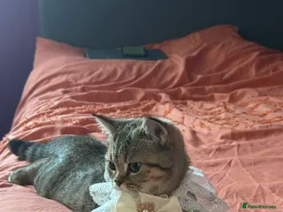 British Shorthair cats Beautiful chocolate pure bred British Shorthair - Advert 2