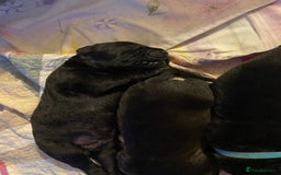 Cane Corso dogs for sale: Cane Corso Puppies Looking for Their Forever Homes - Advert 12