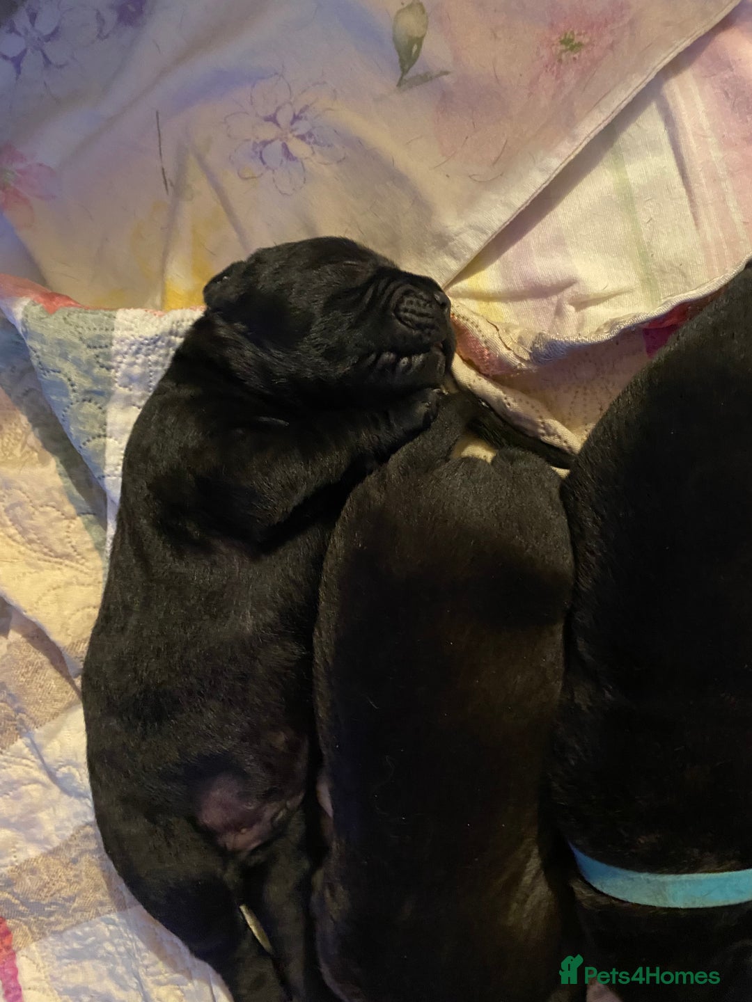 Cane Corso dogs for sale: Cane Corso Puppies Looking for Their Forever Homes - Advert 12