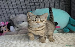 British Shorthair cats for sale: Beautiful Babies Available Ready To Leave - Image 20
