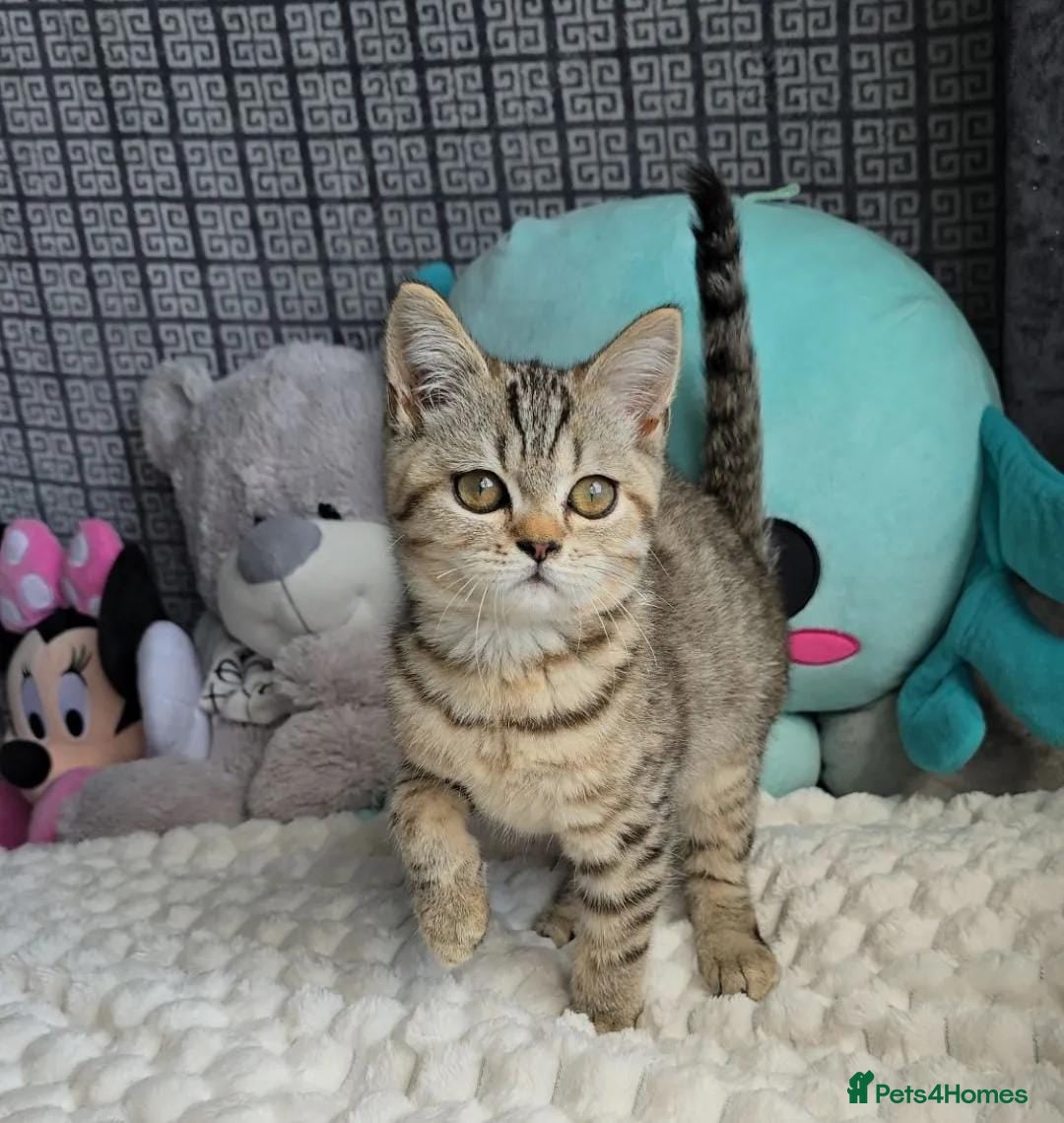 British Shorthair cats for sale: Beautiful Babies Available Ready To Leave - Image 20