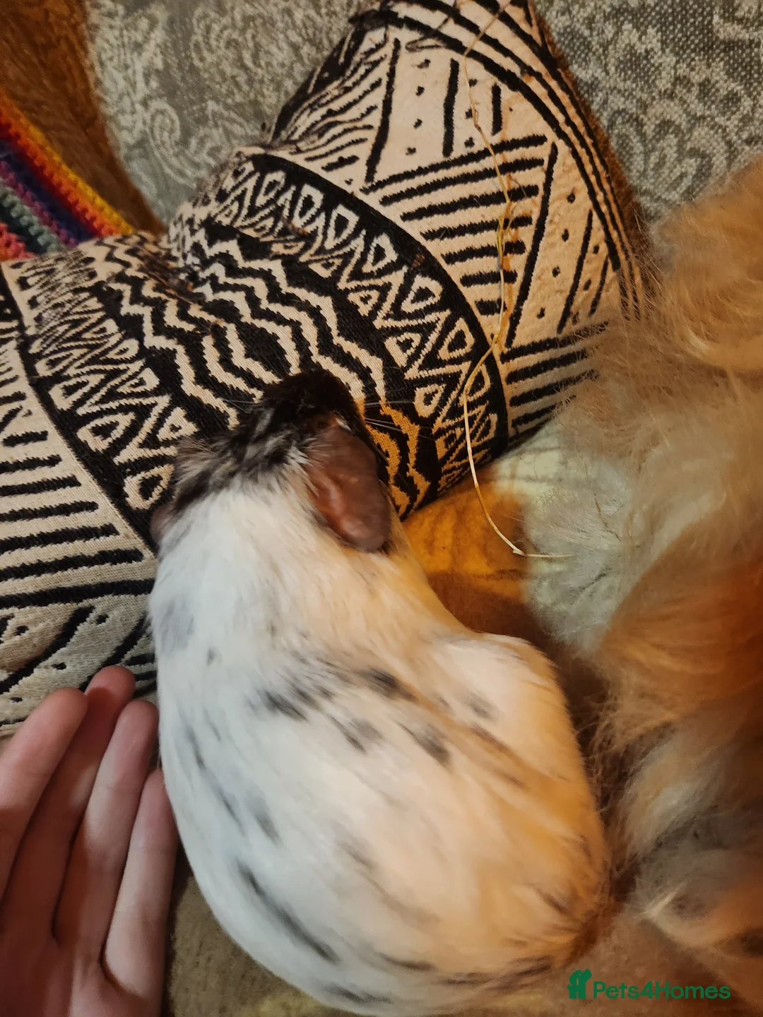 Guinea Pig rodents for sale: Gorgeous pair of guinea pig boars - Advert 5