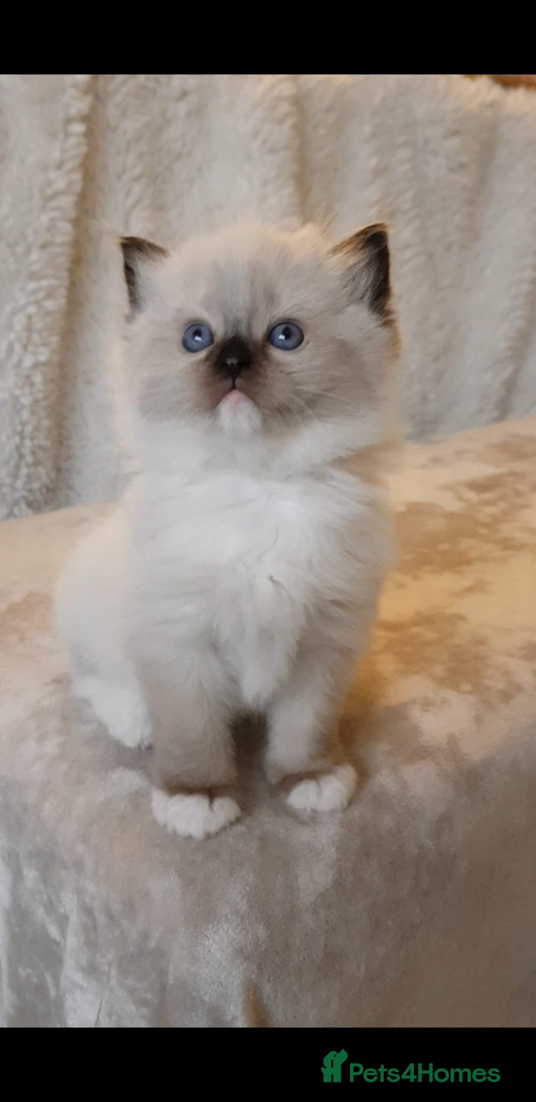 Ragdoll cats for sale: Exceptional Bloodlines Ragdoll kittens  - Advert 17