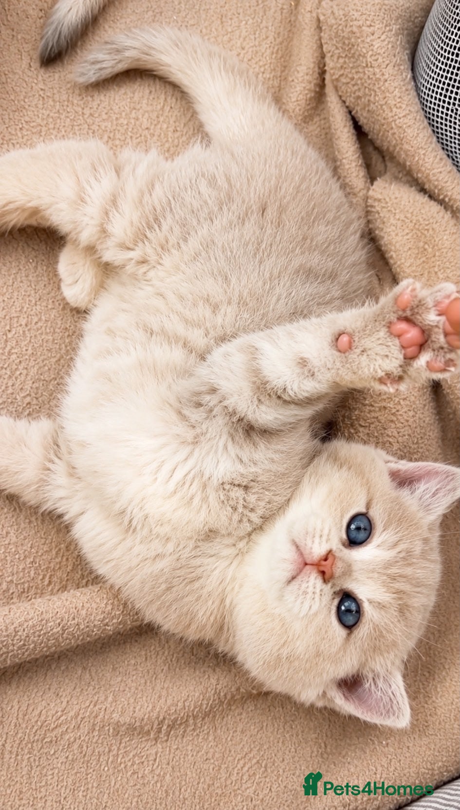 British Shorthair Kitten 1