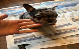 Mixed Breed dogs for sale: French bulldog/pocket bully  - Image 4