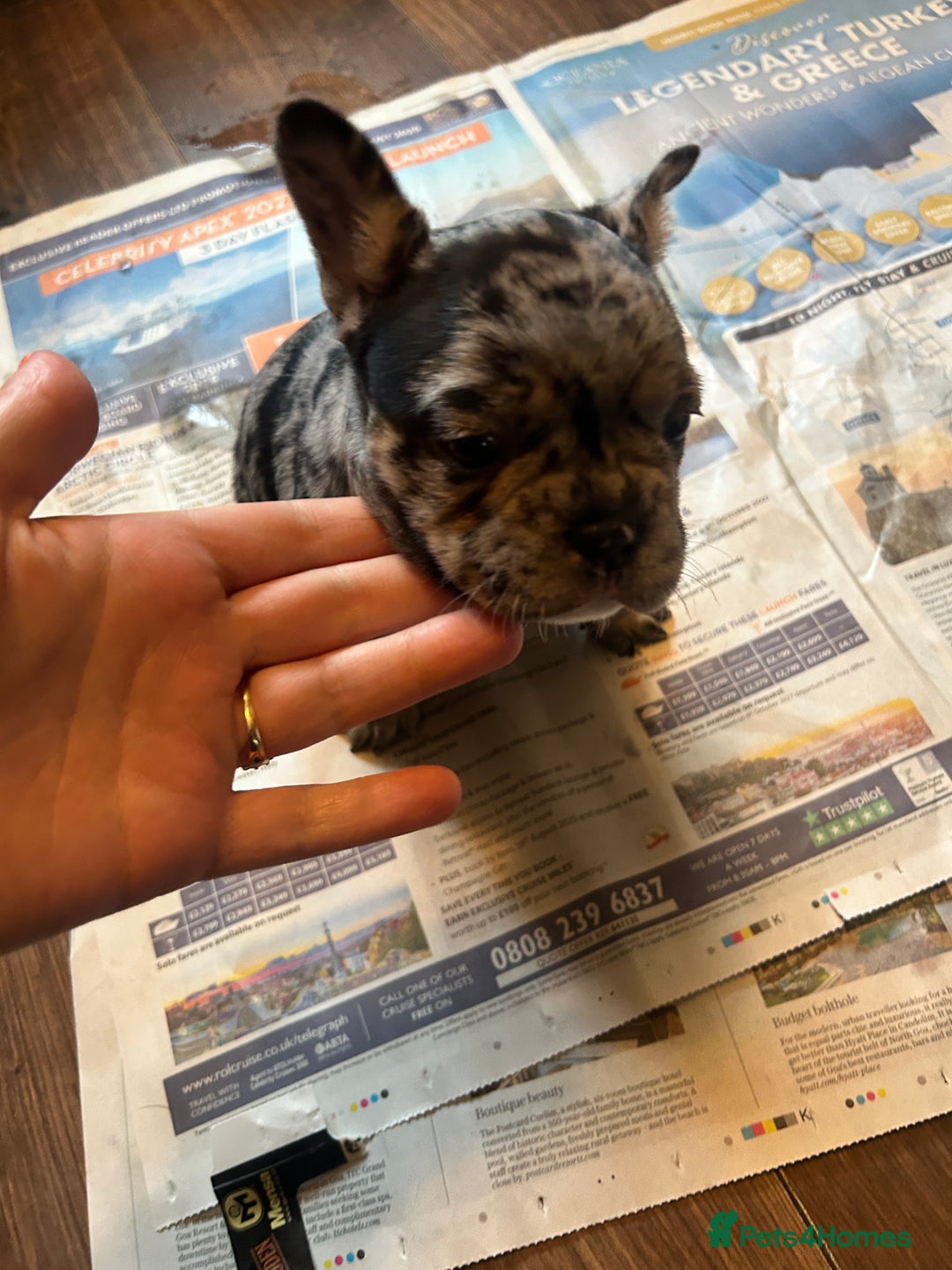 Mixed Breed dogs for sale: French bulldog/pocket bully  - Image 4