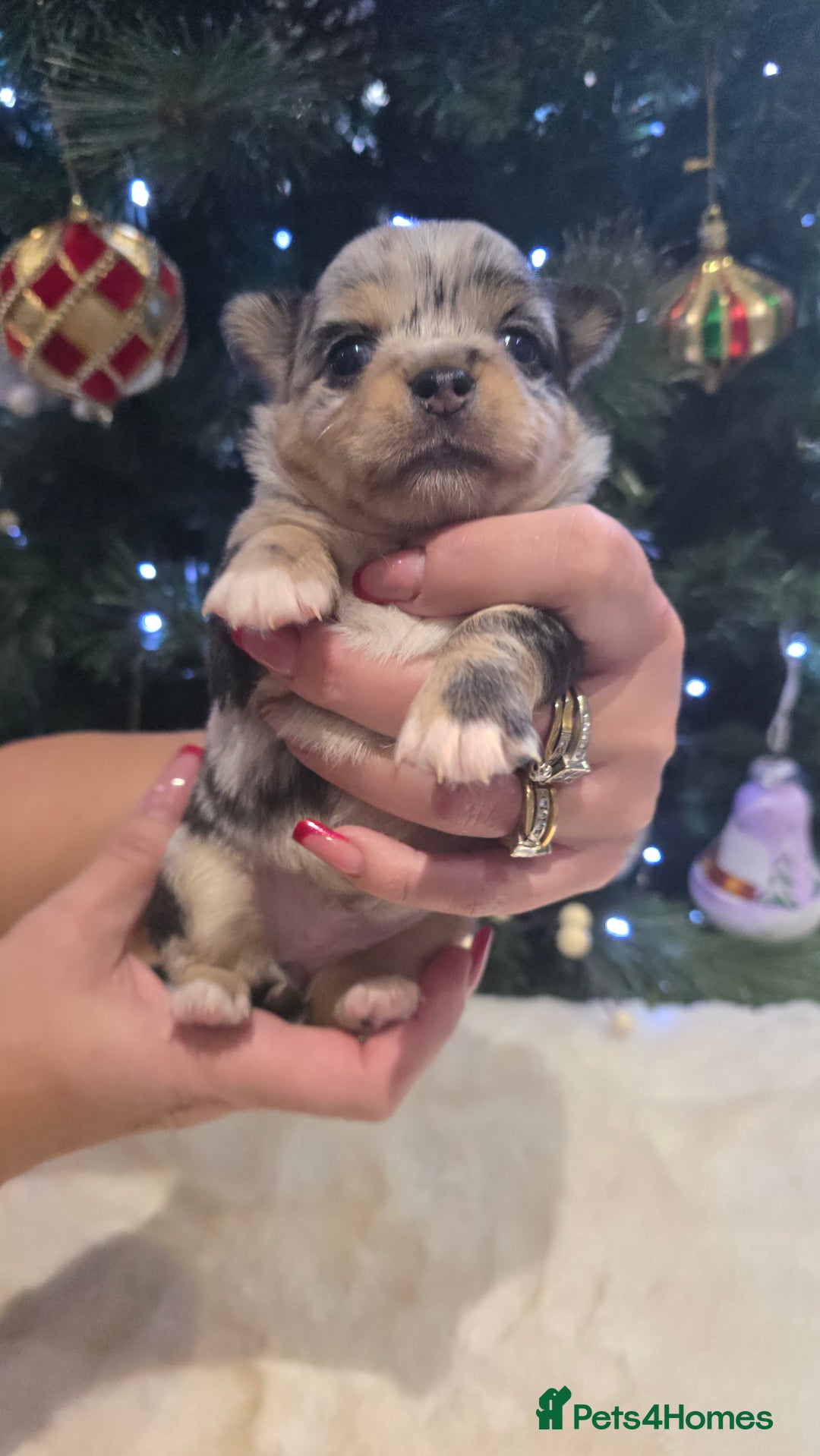 Chihuahua dogs for sale: Chihuahua puppies Russian ancestry with perfect bo - Advert 39