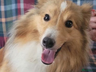Shetland Sheepdog dogs - Advert 1