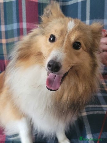 Shetland Sheepdog dogs - Advert 1