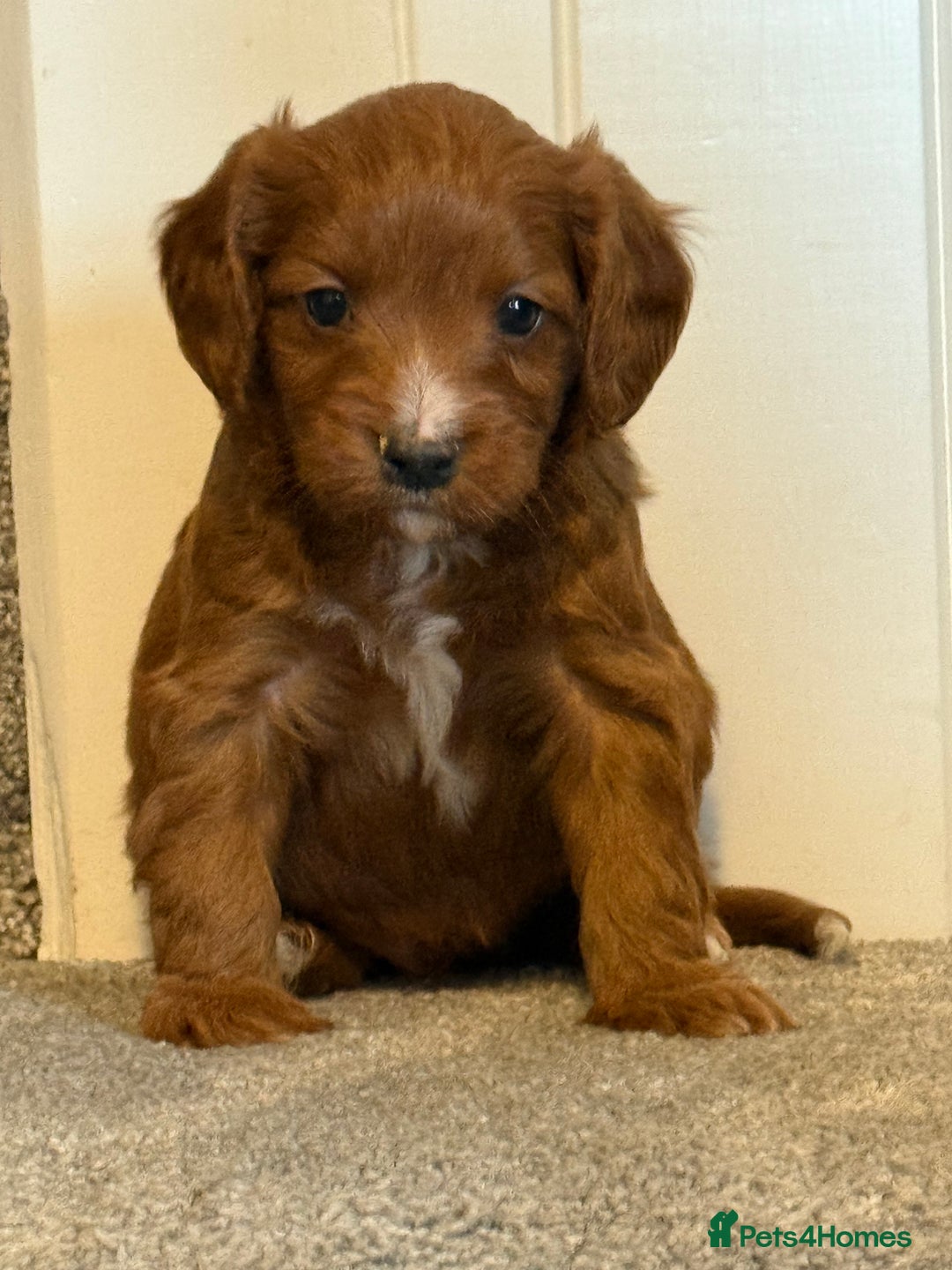 Cavapoo dogs for sale: Rich dark fox red cavapoos  - Advert 8