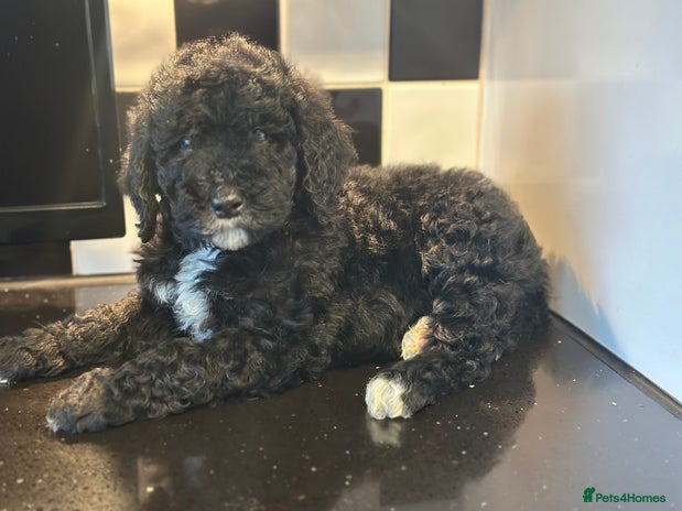 Mixed Breed dogs F1B SAINTBERNADOODLE NOVA 1295 B/W GIRL - Advert 1