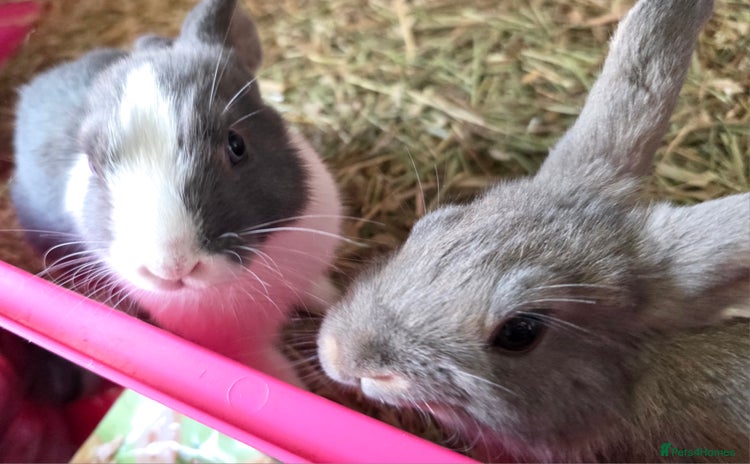 Mixed Breed rabbits - Advert 2