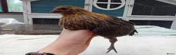 Chickens poultry for sale: Bearded Serama Trio for Loving Home - Advert 14