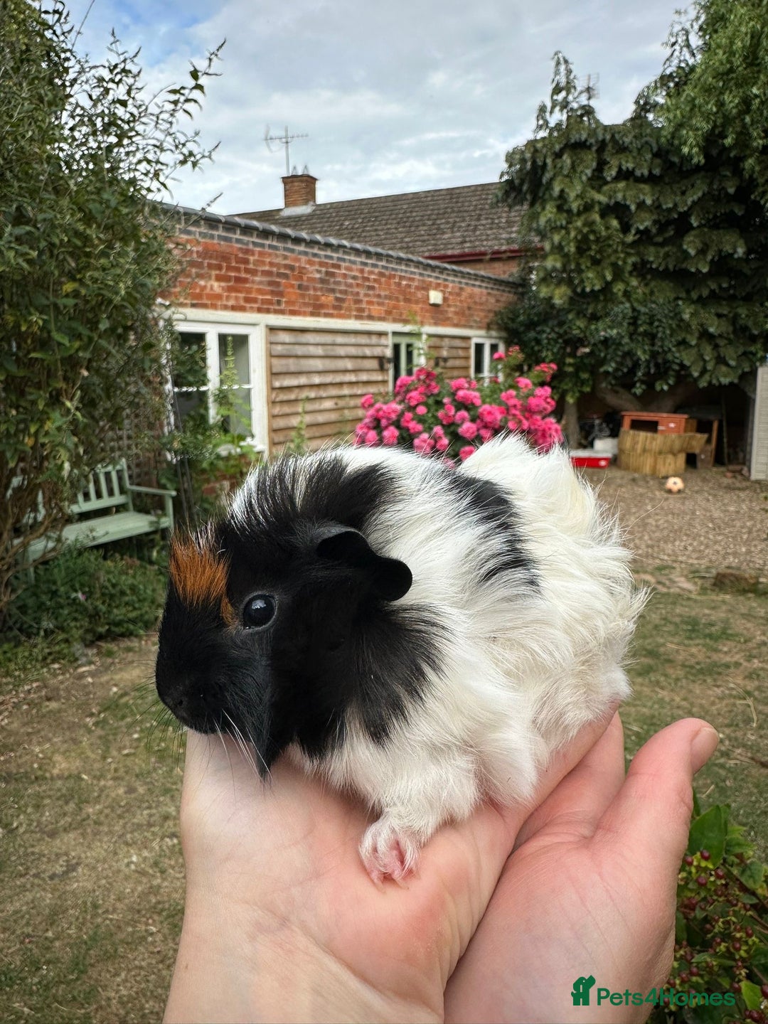 Guinea Pig rodents for sale: Two boy guinea pigs  - Image 10