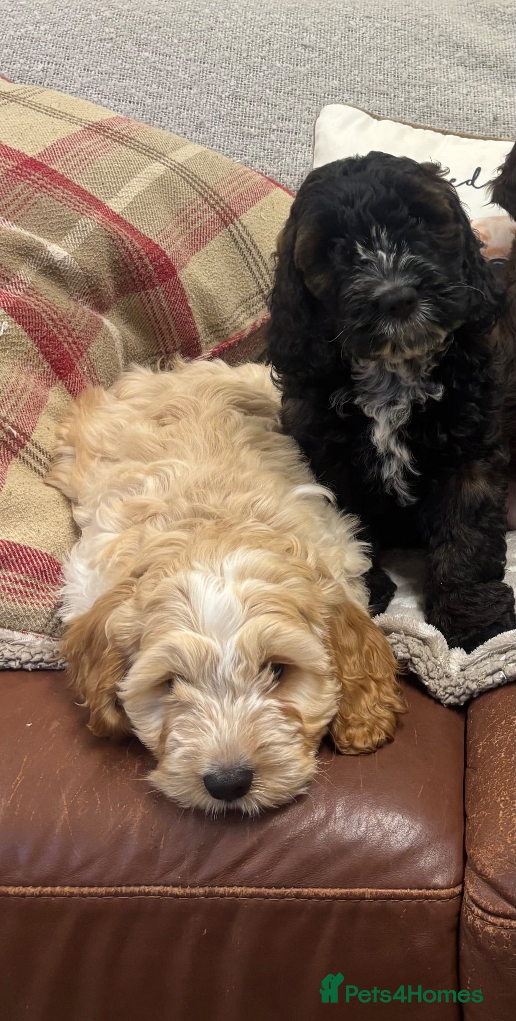 Cockapoo dogs Stunning F1 Cockapoos from H/Tested KC Parents!! - Advert 1