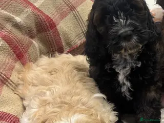Cockapoo dogs Stunning F1 Cockapoos from H/Tested KC Parents!! - Advert 1