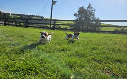 Jack Russell dogs for sale: Traditional Jack Russell Puppies - Image 3