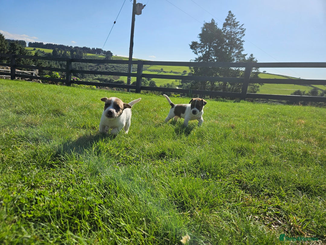 Jack Russell dogs for sale: Traditional Jack Russell Puppies - Image 3