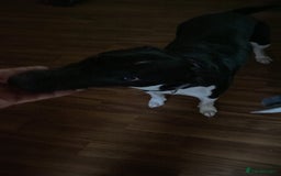 Mixed Breed dogs for sale: Loving home - Image 3