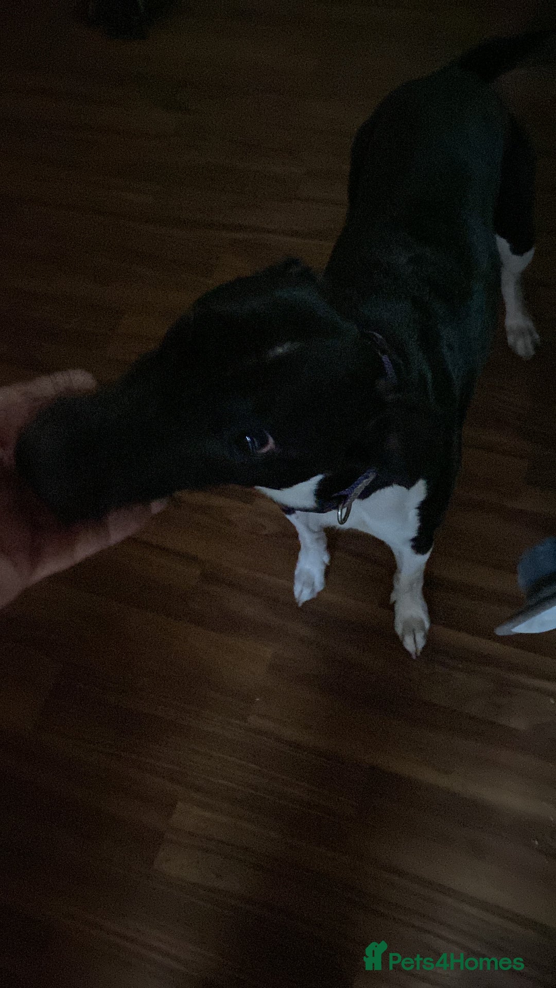 Mixed Breed dogs for sale: Loving home - Image 3