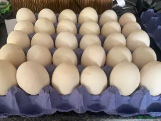 Ducks poultry Fertile duck eggs - Advert 1
