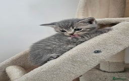 British Shorthair cats for sale: 🐾 Adorable Kittens Looking for Forever Homes 🐾 - Image 10